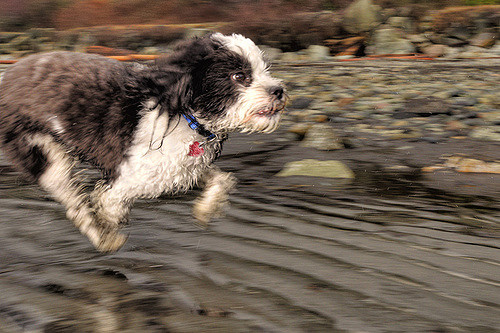 Determined dog running