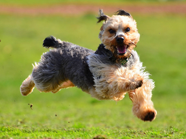 Happy dog running