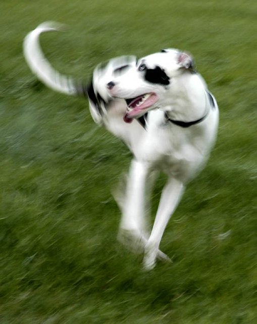 Dog pivoting in mid-air